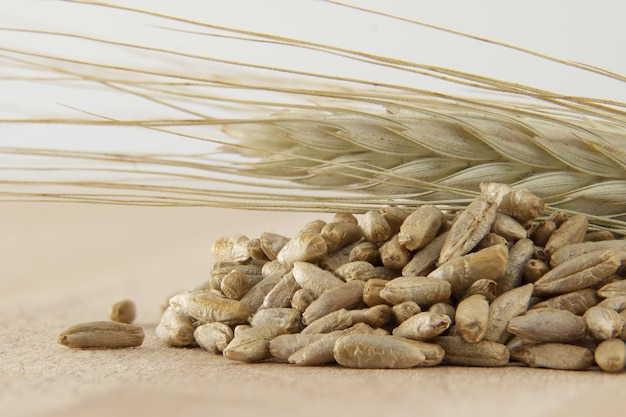 Closeup of rye grains and rye stalk on a light background