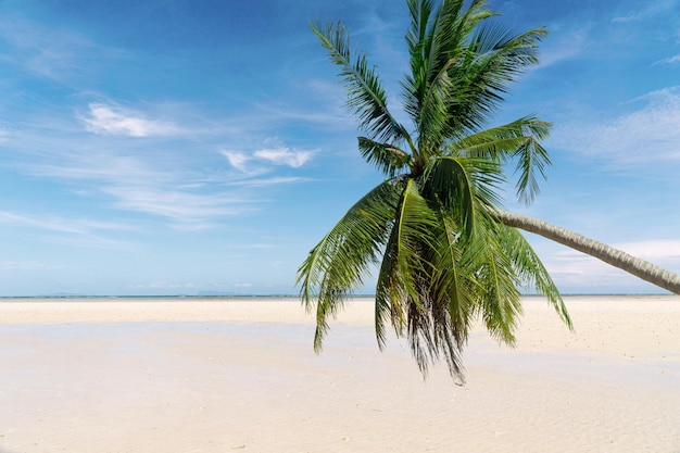 Closeup of sand on the beach and blue summer sky Panoramic beach landscape Empty tropical beach and seascape Orange and golden sunset sky soft sand calmness tranquil relaxing sunlight summer mood