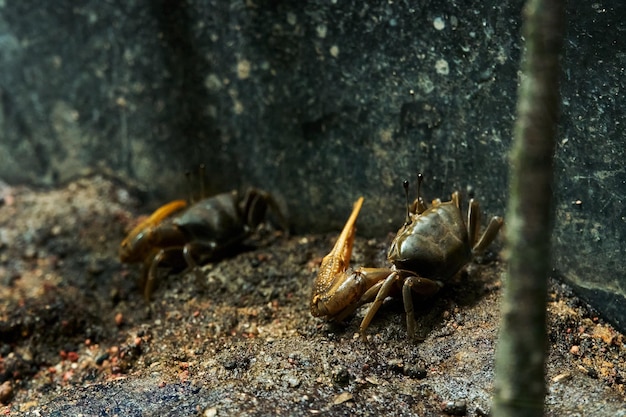 Closeup sand crab digging in the mud