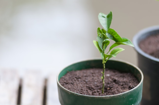 Closeup of Sapling lemon