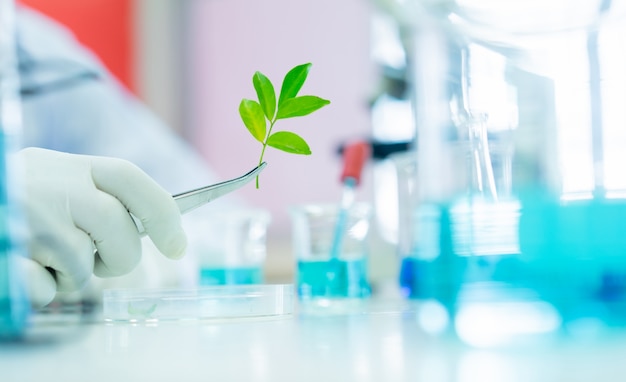 closeup scientist using forceps to take a little plant from tray to research about biotechnology in science laboratory