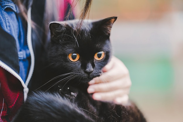 Closeup of a Scottish Fold black cat that is held in the arms of its owner