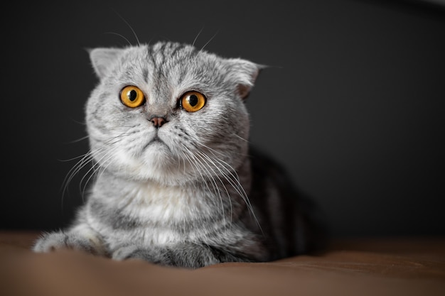 Closeup Scottish fold cat is so cute.