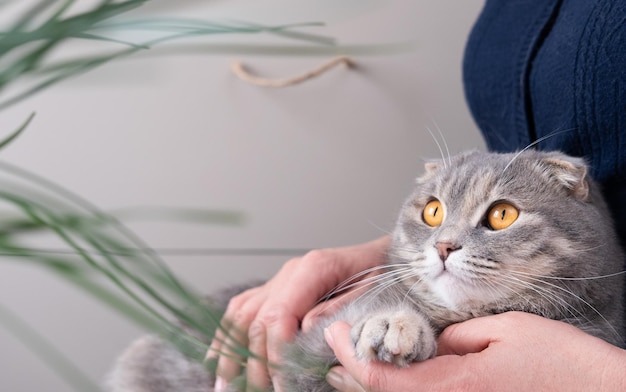 Closeup of Scottish Fold cat sitting on the arms of a woman A girl is stroking a beautiful animal