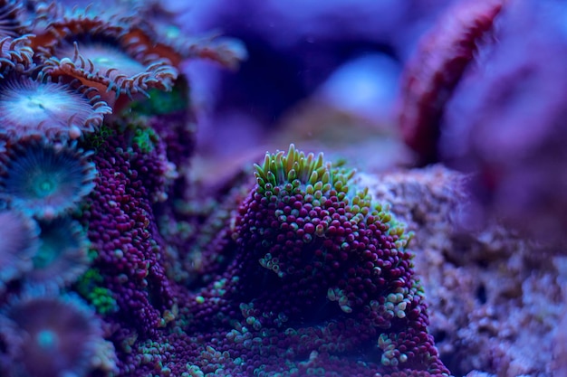 Closeup sea corals Rhodactis sp