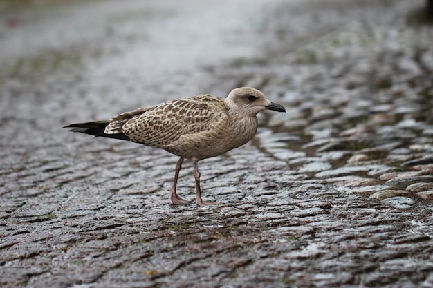 closeup of a sea gull nestling in the rain on a paving stone