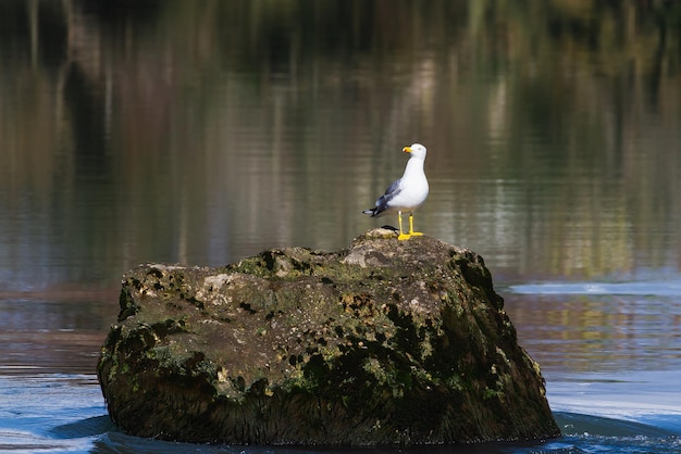 Closeup of a sea gull on one of the stones of the waterfall