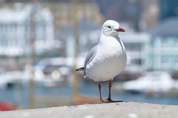 Closeup of a seagull isolated against a bokeh background with copy space Full length of a white bird standing alone by a coastal city dock Birdwatching migratory avian wildlife in search for food