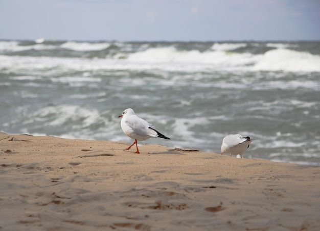 closeup of a seagull on the waterfront