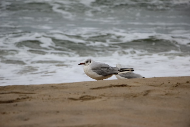 closeup of seagulls on the sand against a backdrop of stormy waves