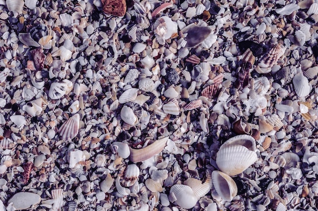 Closeup seashells on beach sand summer day Abstract ocean background pattern collection