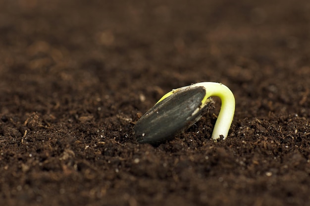 Closeup of seedling of a sunflower growing out of soil