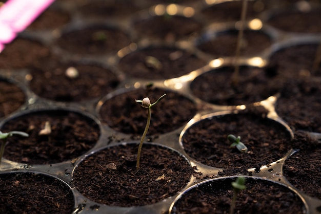 Closeup seedlings cannabis seedlings in gratifying soilfilled planting tray