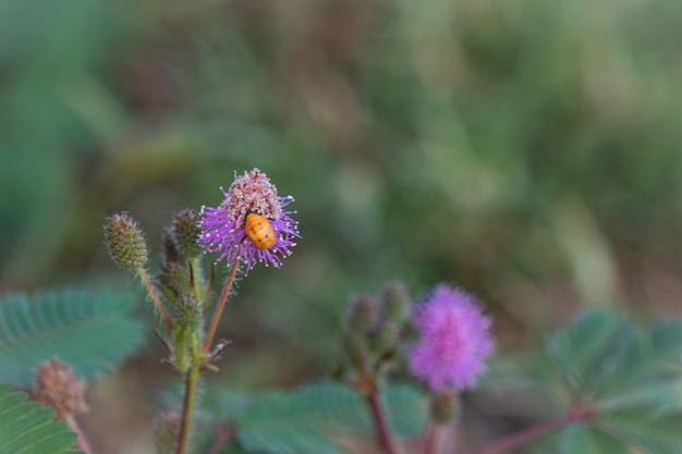 Closeup to Sensitive Plant Flower,  Mimosa Pudica with small bee