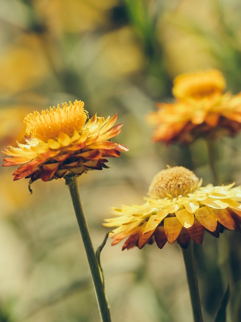 Closeup of several yellow flowers in the sun on a blurry background