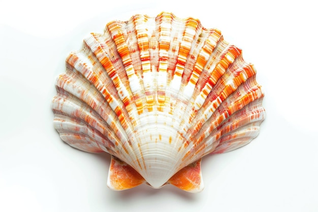 Closeup of a shell on a white surface