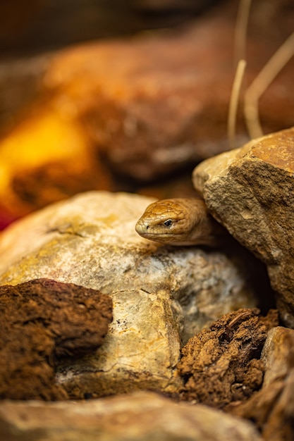 A closeup of the sheltopusik Pseudopus apodus also called Pallas' glass lizard