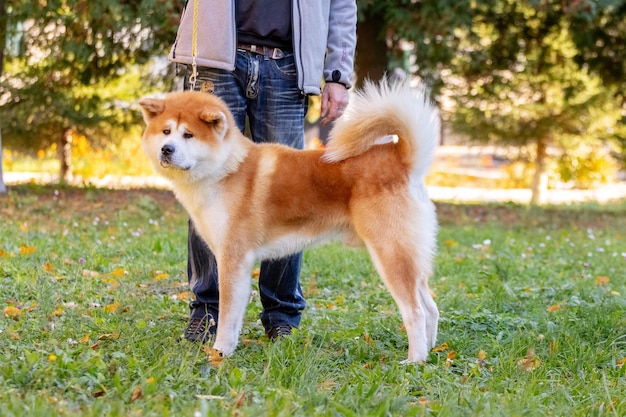 Closeup of Shiba Inu dog next to its owner