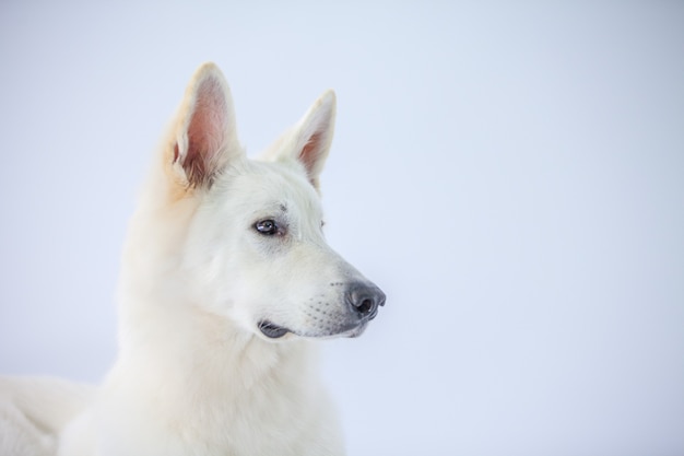 Closeup shot of an adorable white dog in a studio