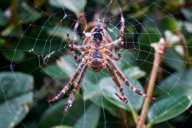 A closeup shot of an Araneus diadematus spider on its web on a green plant background