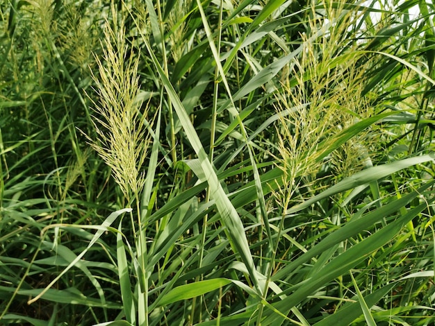 Closeup shot of barnyard grass in the surroundings of Manzanares River in Madrid