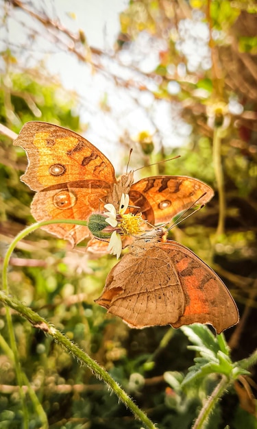 Closeup shot of a beautiful butterfly on a leaf with its vibrant colors