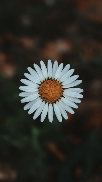 Closeup shot of a beautiful daisy flower on a blurred natural