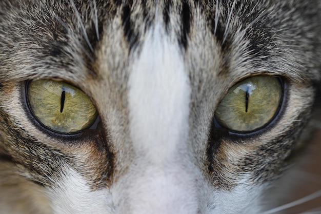 Closeup shot of beautiful green eyes of a striped cat