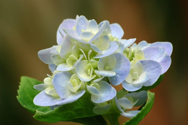 Closeup shot of beautiful hydrangea flowers on a blurred background