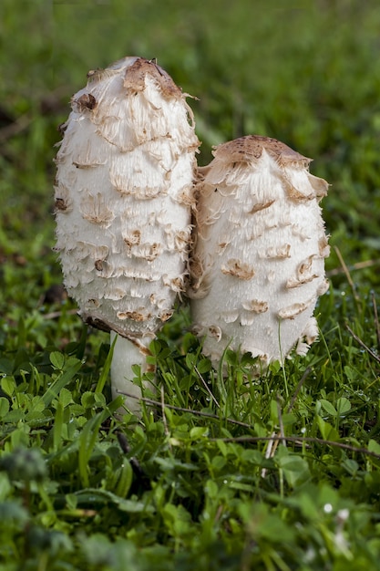 Closeup shot of beautiful mushrooms on green grass