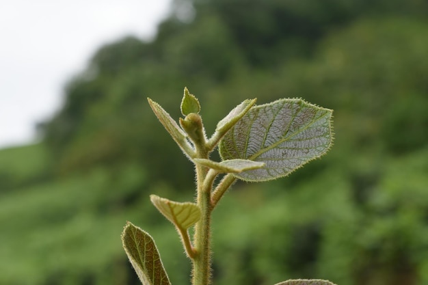 Closeup shot of a beautiful plant growing in the garden