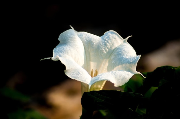 Closeup shot of a beautiful white datura inoxia flower on a blurred background