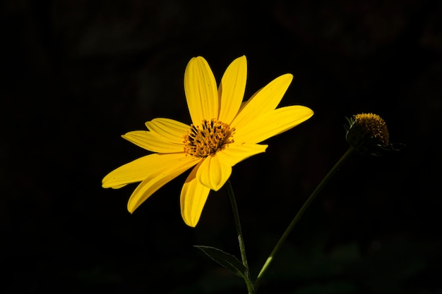 A closeup shot of beautiful yellow Helianthus tuberosus flowers