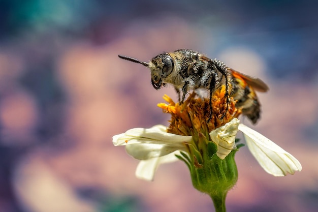 Closeup shot of a bee collecting pollen from a flower in a garden