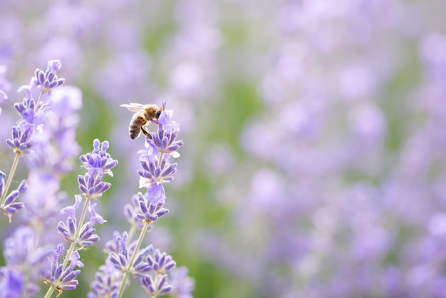 Closeup shot of bee on lavender flowers gathering pollen Blooming lavender background