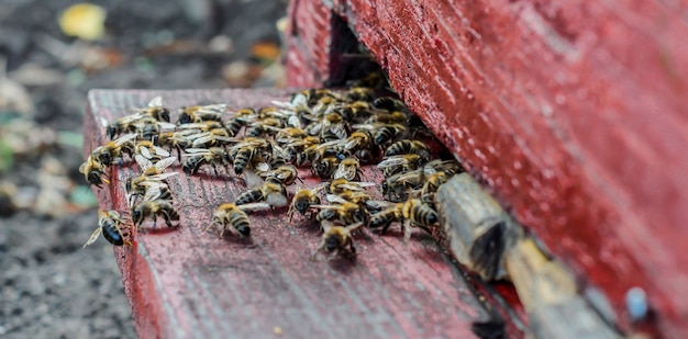 Closeup shot of bees entering a beehive