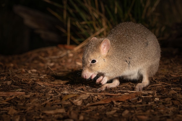 Closeup shot of a Bettong on the ground in Tasmania, Australia