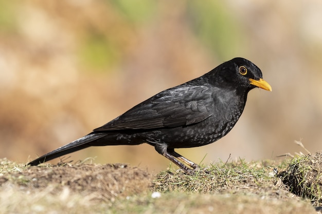 Closeup shot of a blackbird in the meadow