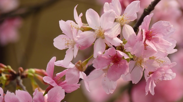 Closeup shot of blooming cherry blossom flowers - perfect for background