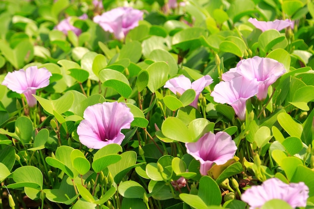 Closeup shot of blossoming pink morning glory flowers