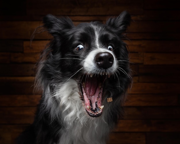 Closeup shot of a Border Collie with a funny face