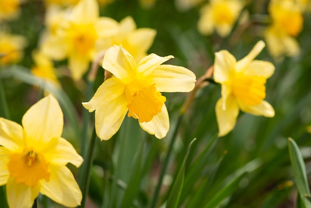 Closeup shot of bright narcissus flower in bloom