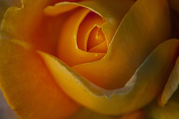 Closeup shot of a bright yellow rose flower