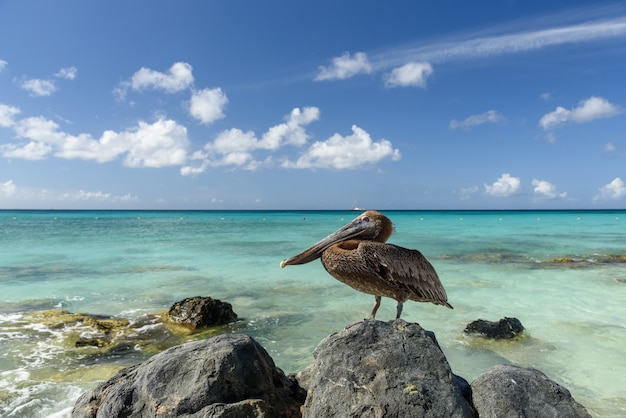 Photo closeup shot of a brown pelican on a rock next to the blue sea during daylight