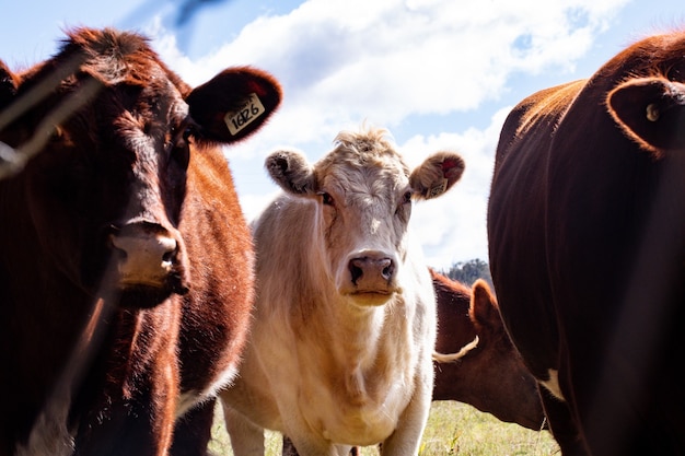 Closeup shot of brown and white cows in a meadow