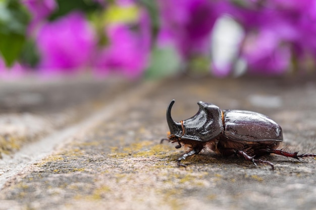 Closeup shot of a bull beetle with its characteristic horn