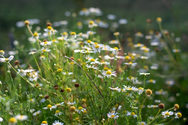 Closeup shot of camomile in the field on the sunny day