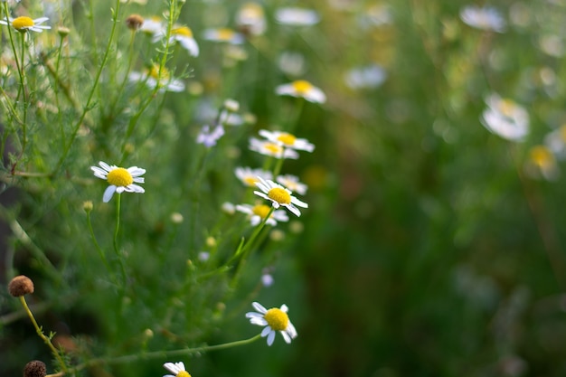 Closeup shot of camomile in the field on the sunny day