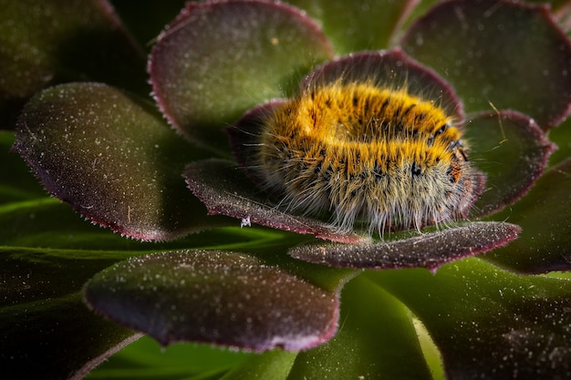 Closeup shot of a caterpillar in its natural environment.