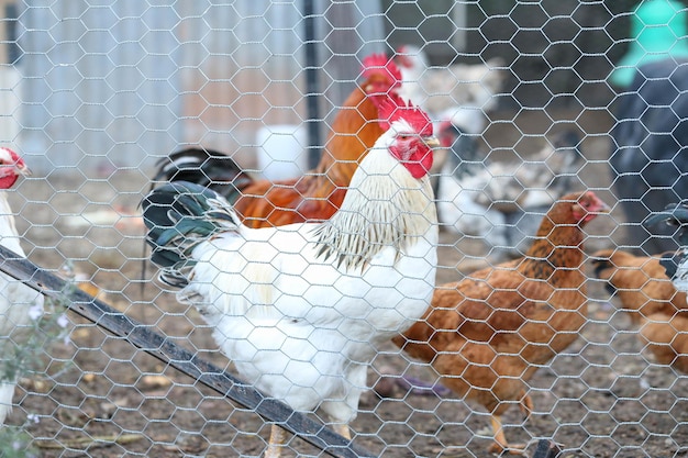 Closeup shot of chicken behind a coop fence